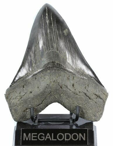 Huge, Fossil Megalodon Tooth #51005